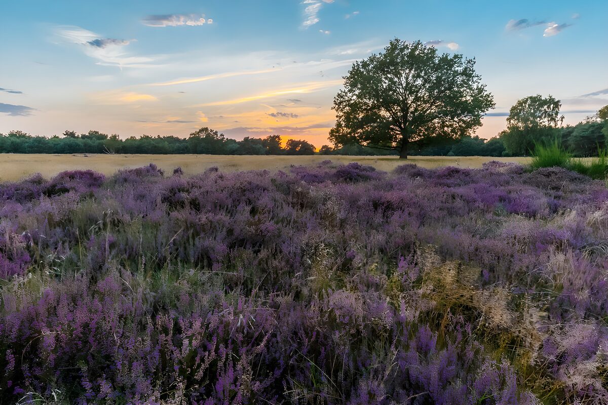 OCCOM4025187: Serene Sunset Over Lavender Fields