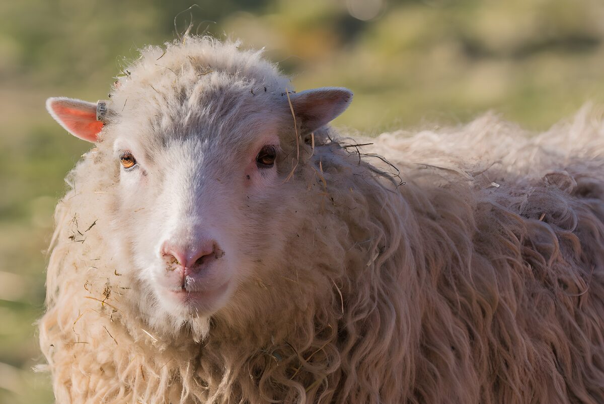 Fluffy Sheep in Natural Habitat