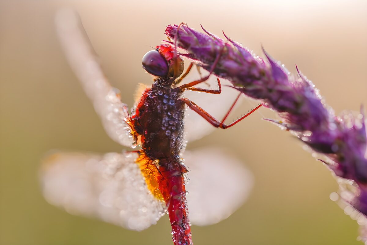 Dewy Dragonfly on Purple Bloom