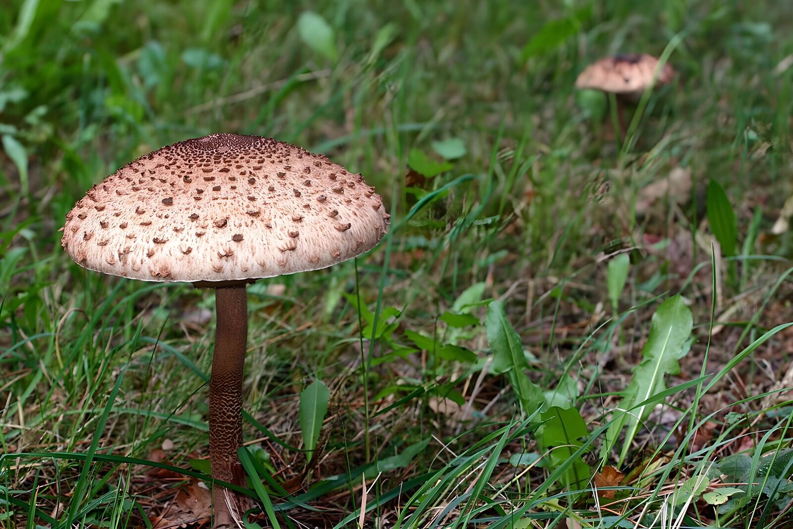 OCCOM9184235: Majestic Mushroom in the Meadow