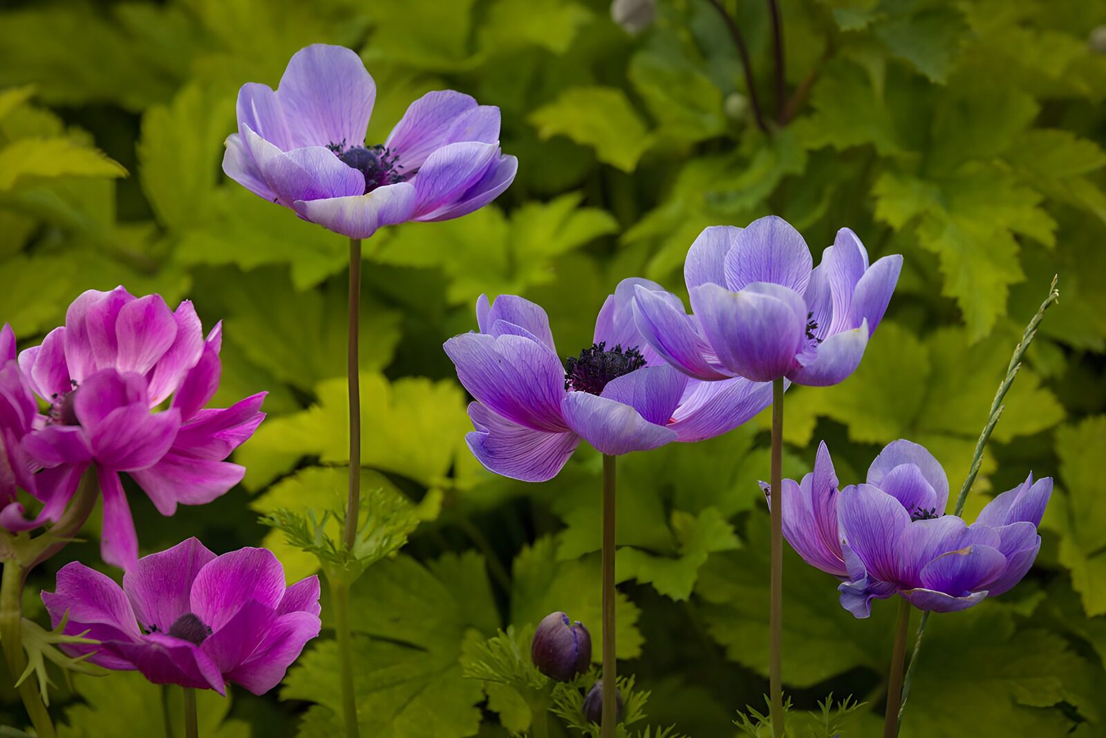 OCCOM6355513: Vibrant Purple Anemone Blooms