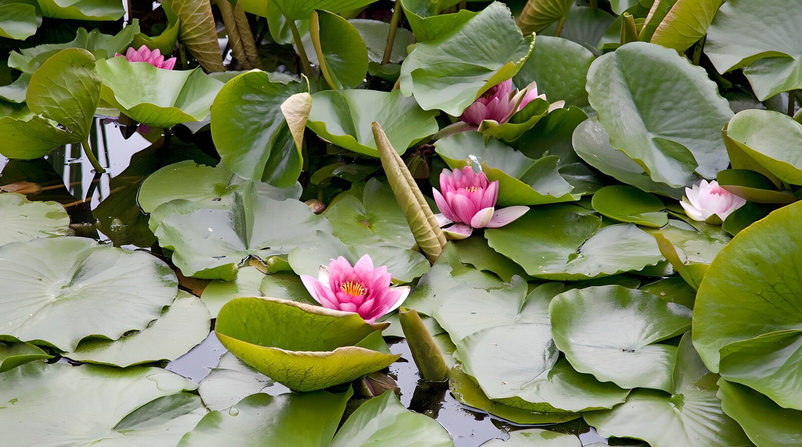 OCCOM9278788: Serenity on the Water: Pink Lotus Flowers
