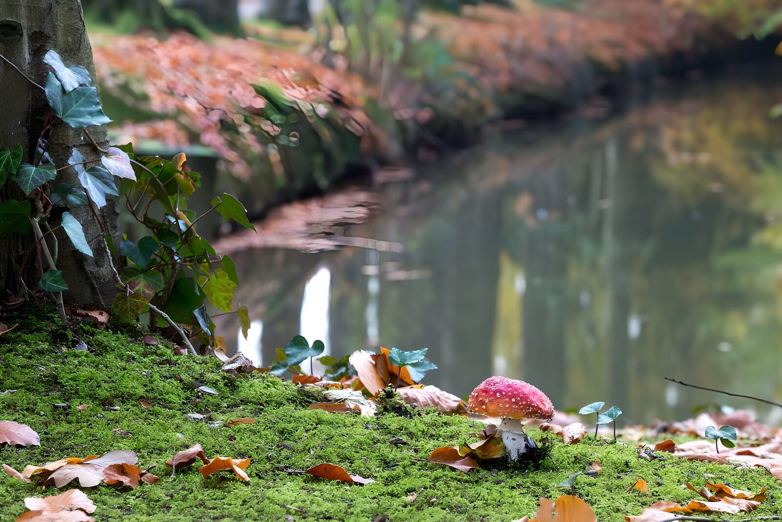 OCCOM2819485: Enchanted Forest Scene with Mushroom