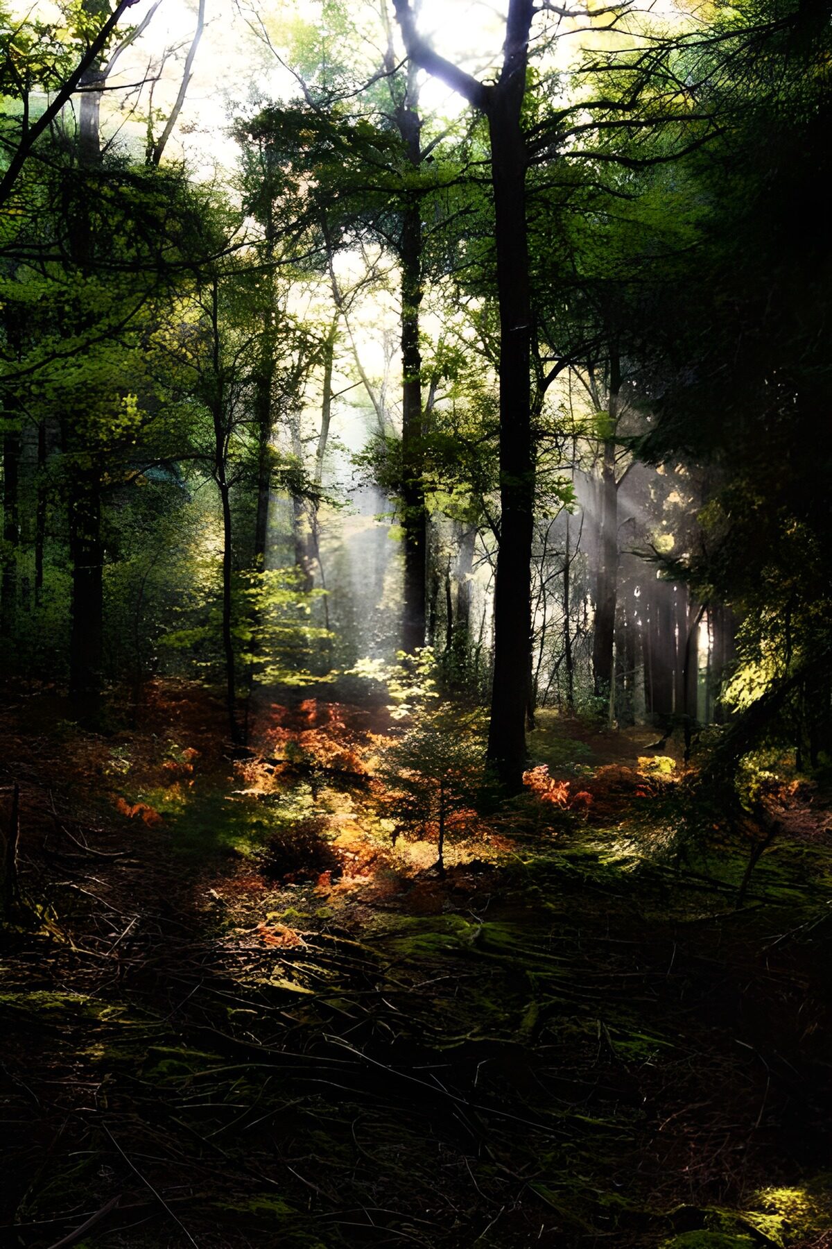OCCOM2875413: Enchanted Forest Light