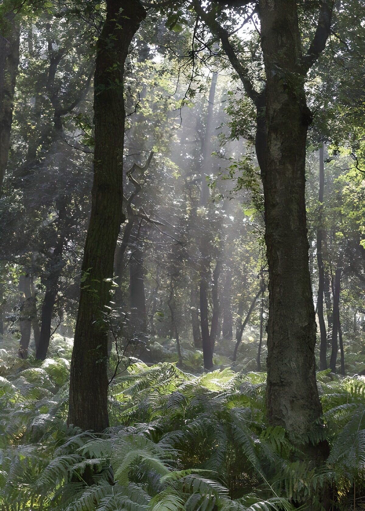 OCCOM5814610: Misty Forest Serenity
