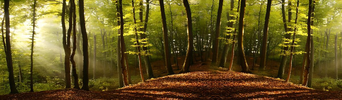 OCCOM4022661: Enchanted Autumn Forest Light