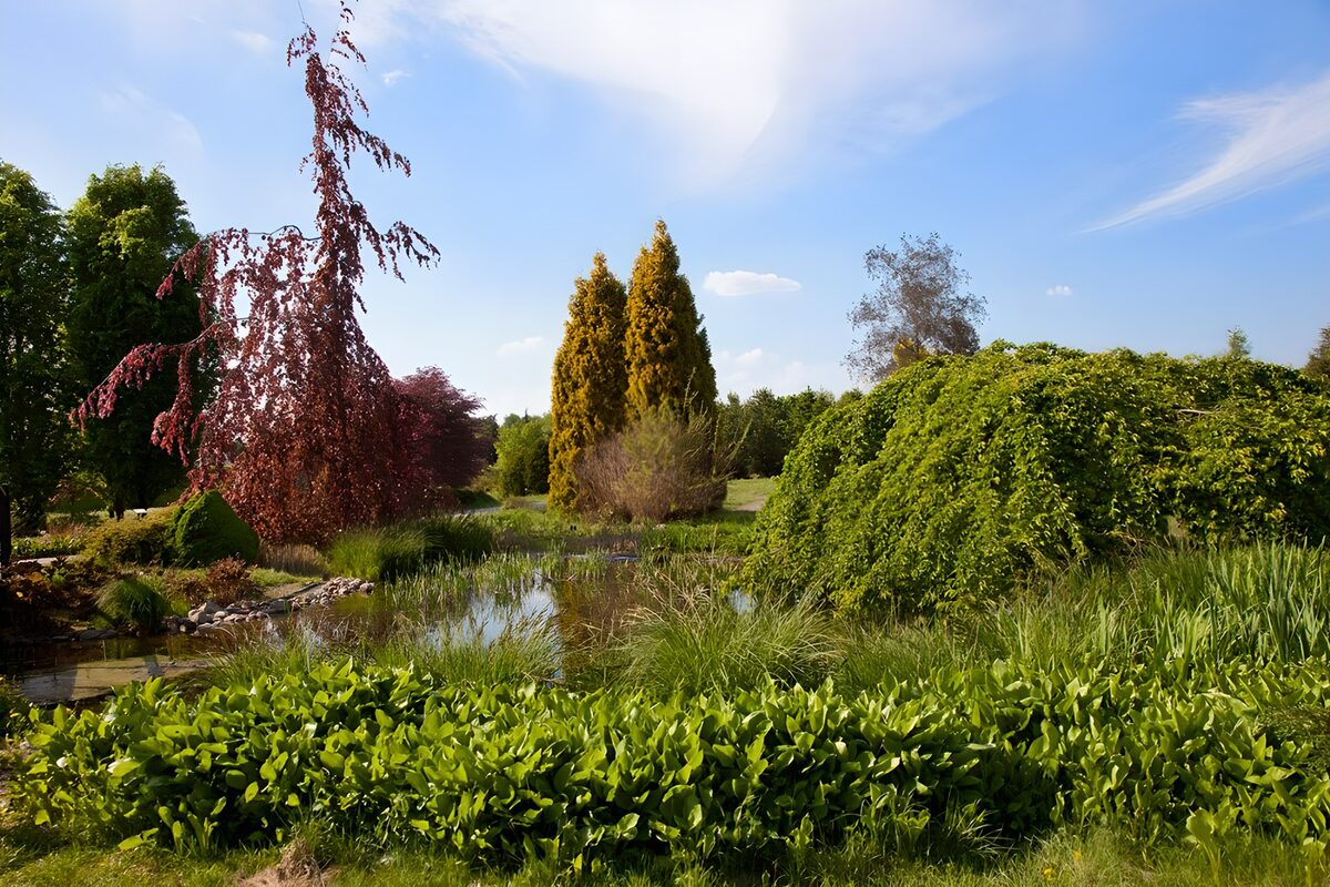 Tranquil Garden Oasis Under Blue Sky