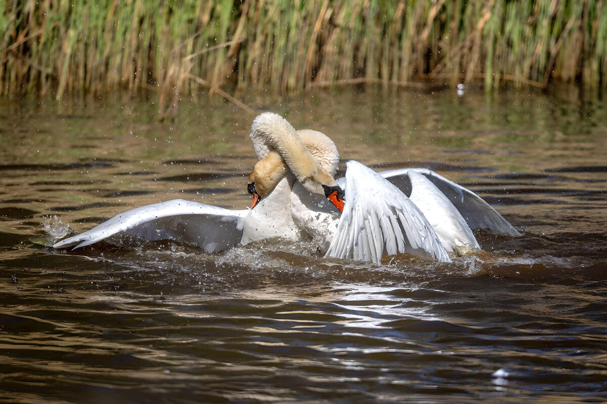 OCCOM5594286: Graceful Swans in Water Combat