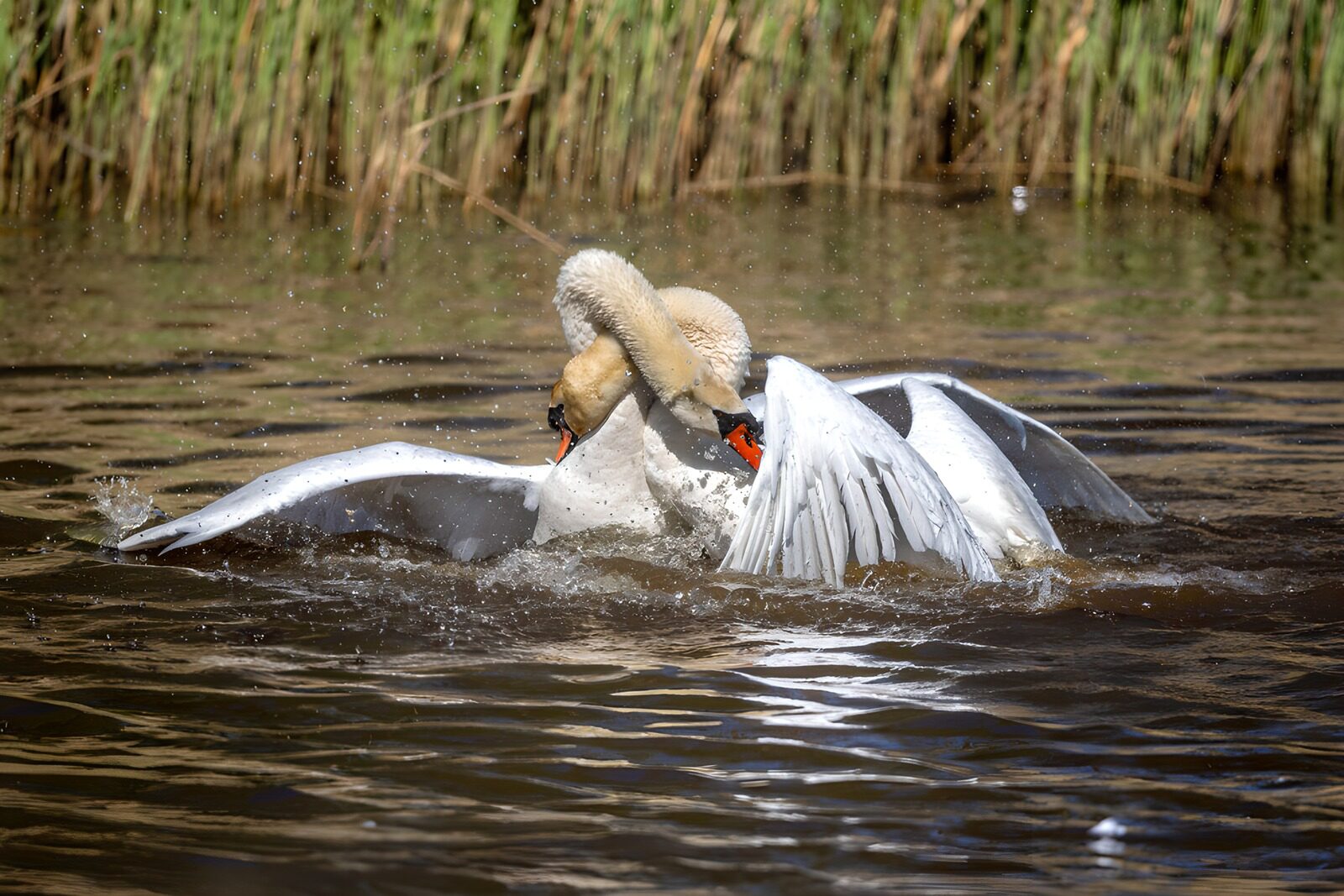 OCCOM5594286: Graceful Swans in Water Combat