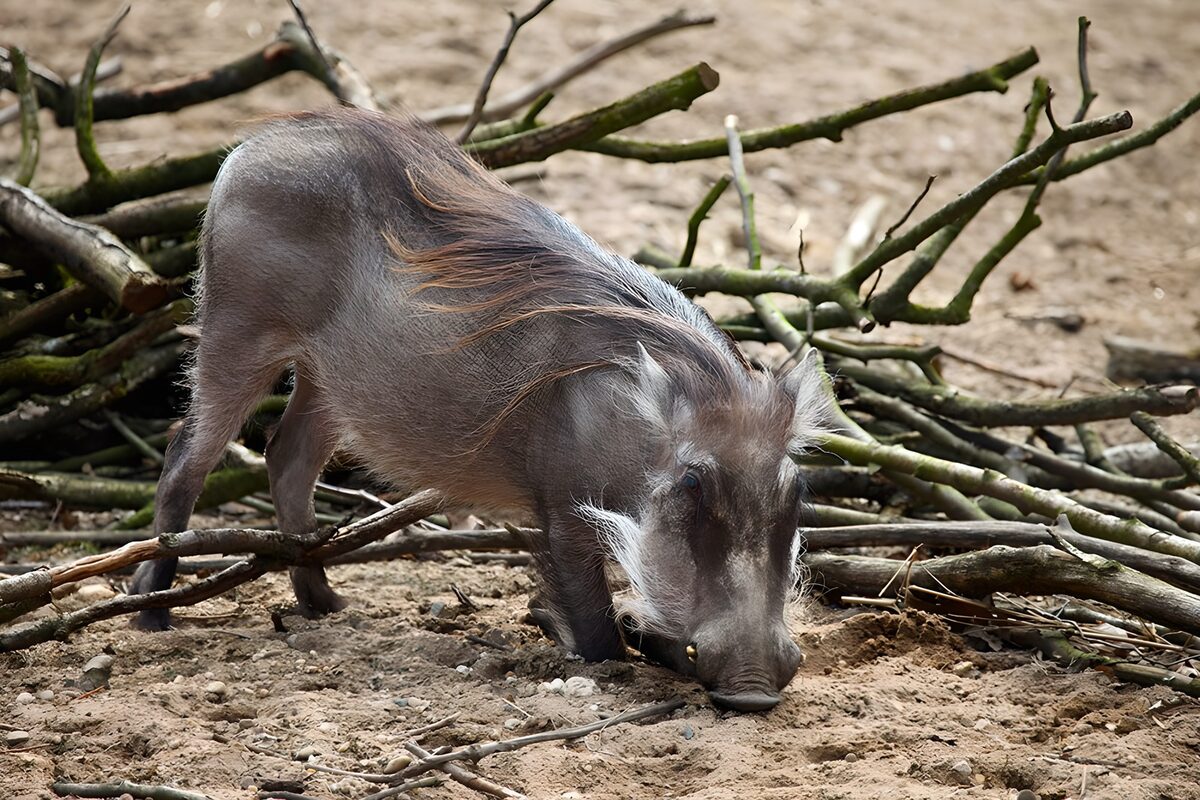 Foraging Warthog Amongst Sticks