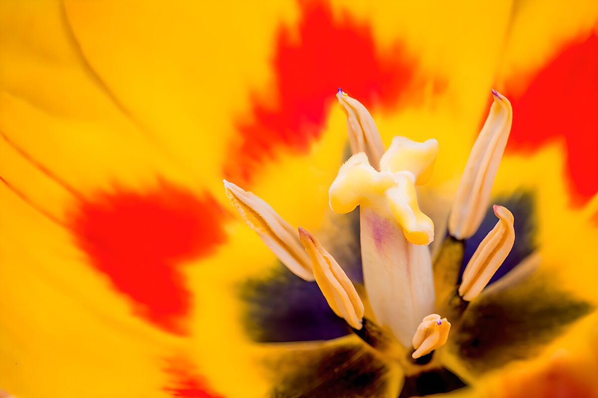 Vibrant Tulip Close-Up