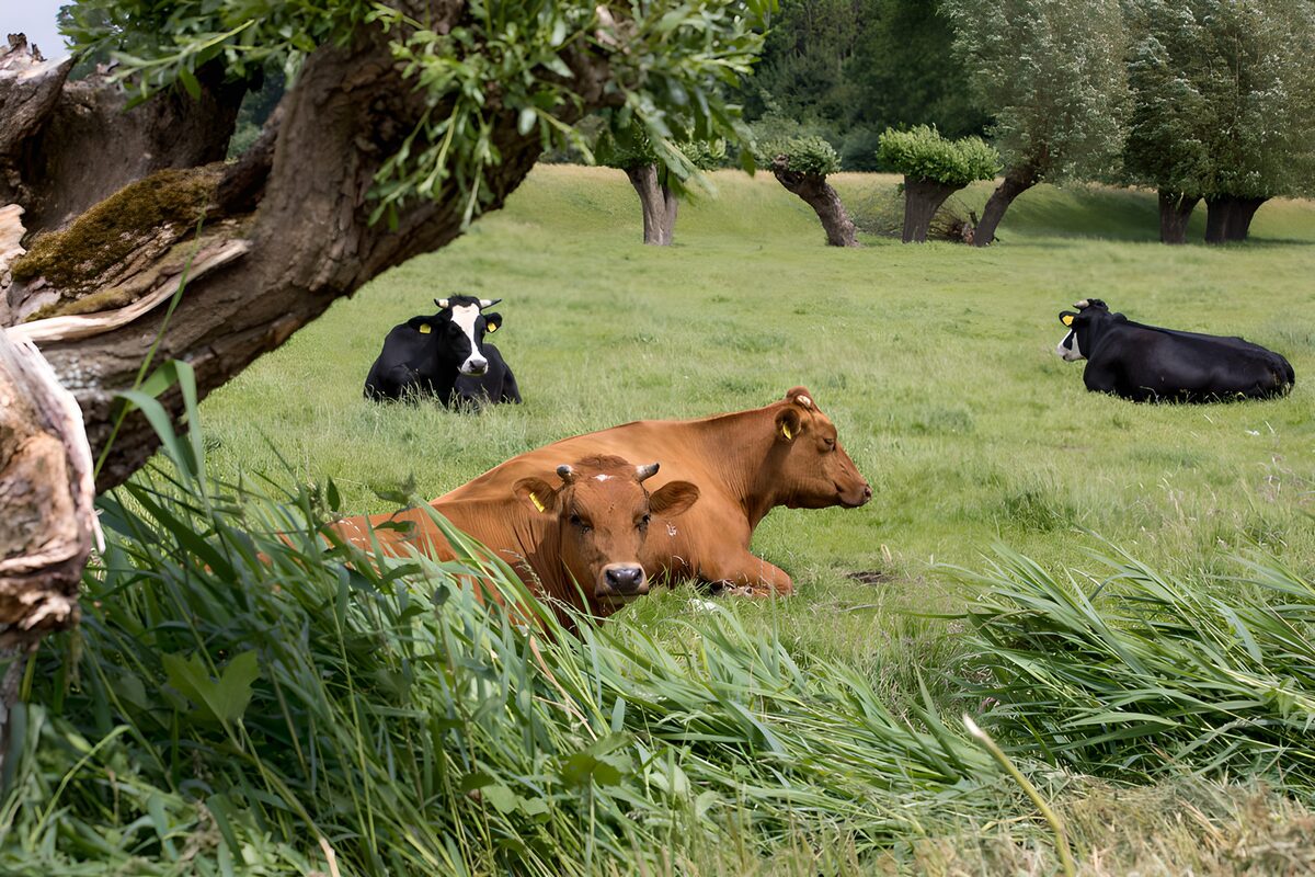 Peaceful Pasture with Cows