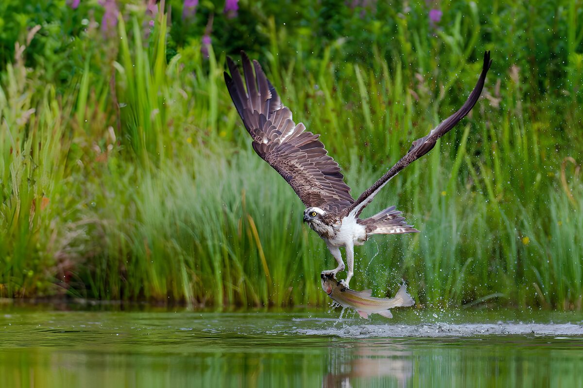 OCCOM3155622: Osprey Capturing a Fish