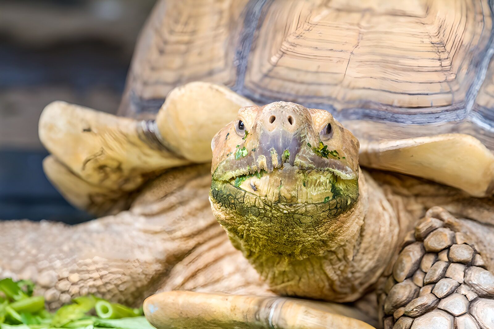 OCCOM3336591: Majestic Tortoise Close-Up