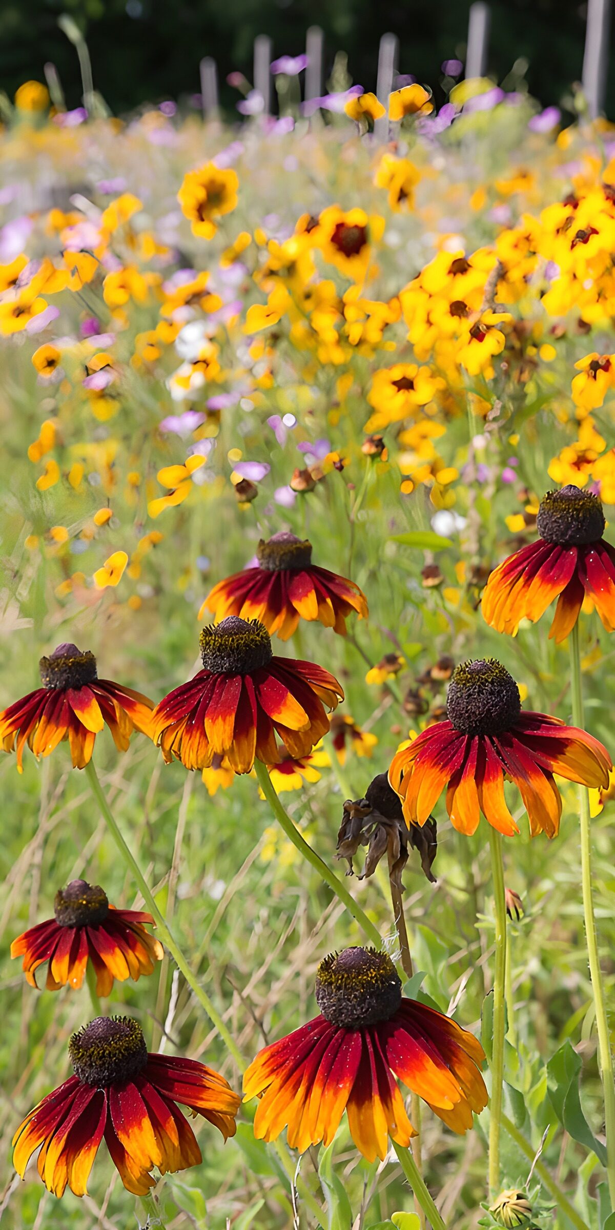 OCCOM9364748: Vibrant Wildflower Meadow