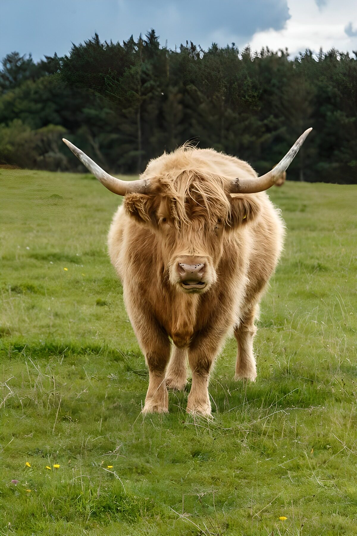OCCOM3577426: Highland Cow in Verdant Pasture