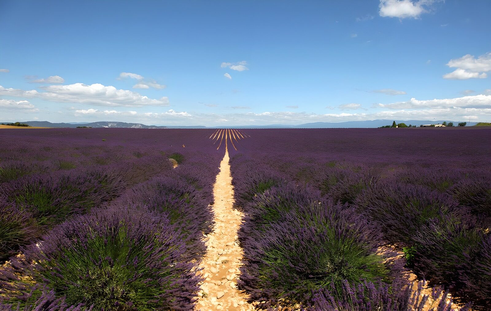 OCCOM2026124: Lavender Fields Under a Bright Sky