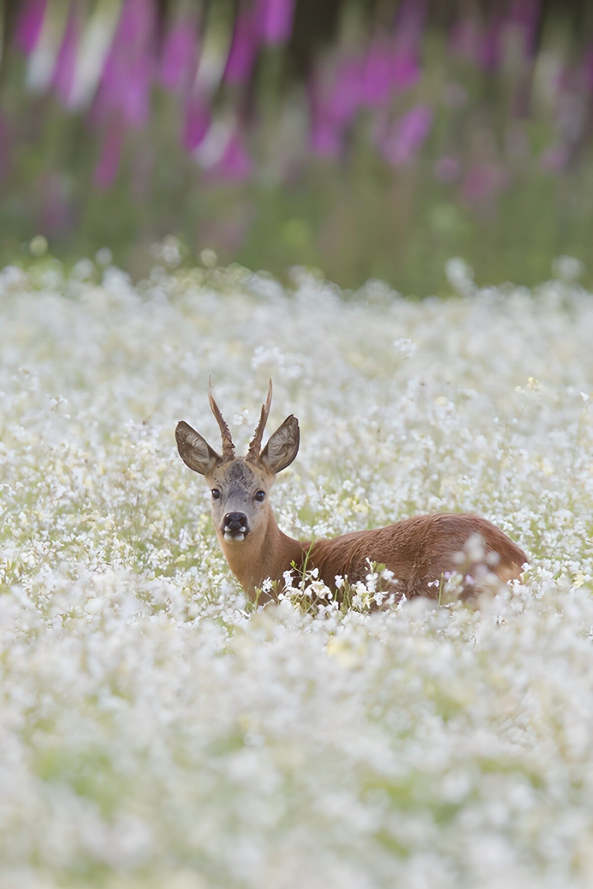OCCOM3615264: A Young Buck Amidst Blooming Wildflowers