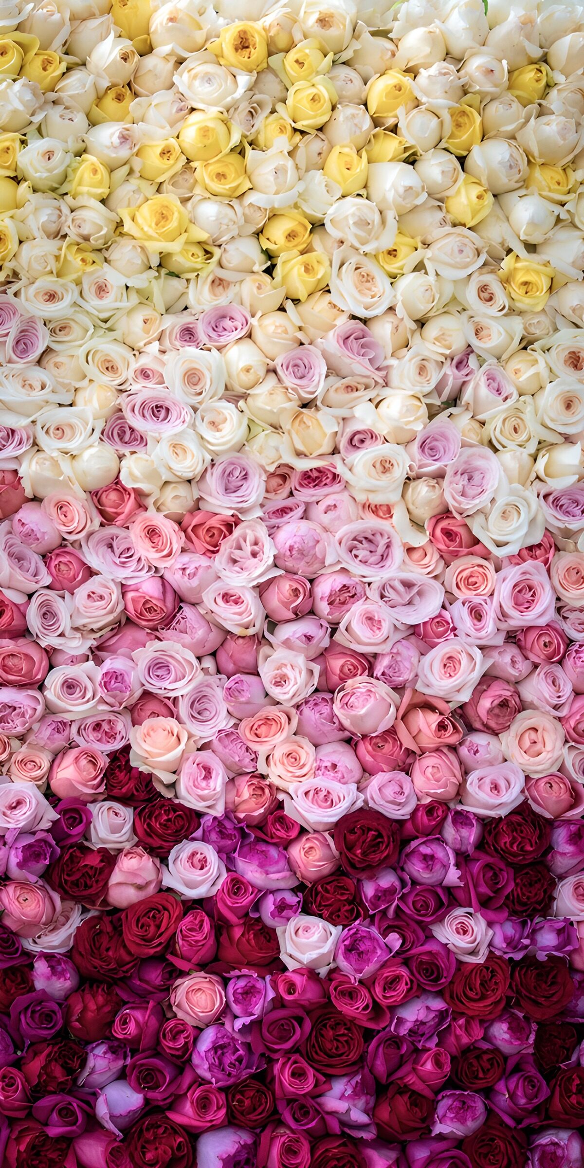 OCCOM8234722: Gradient of Roses