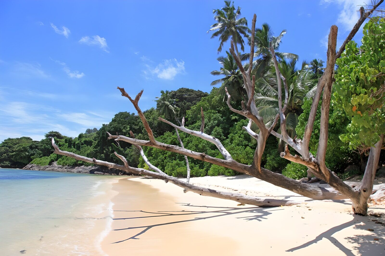OCCOM9099972: Serene Beach with Twisted Driftwood