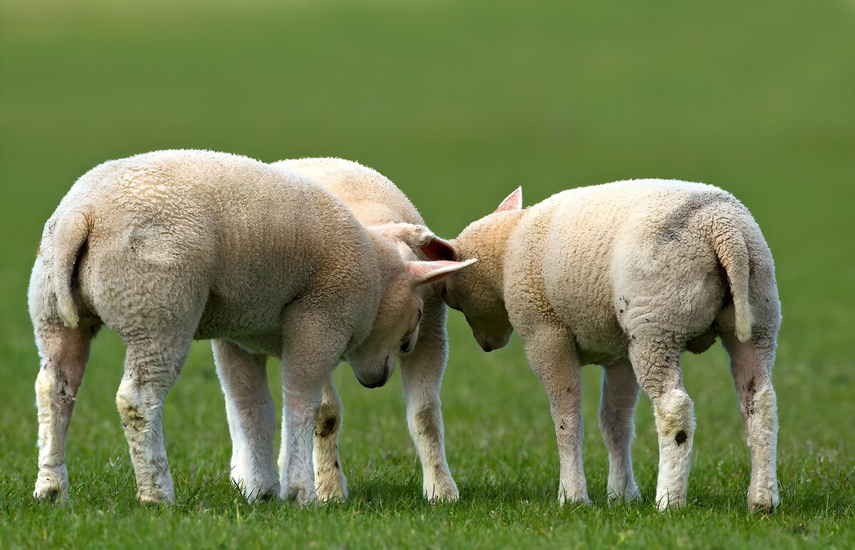 Curious Lambs in the Meadow