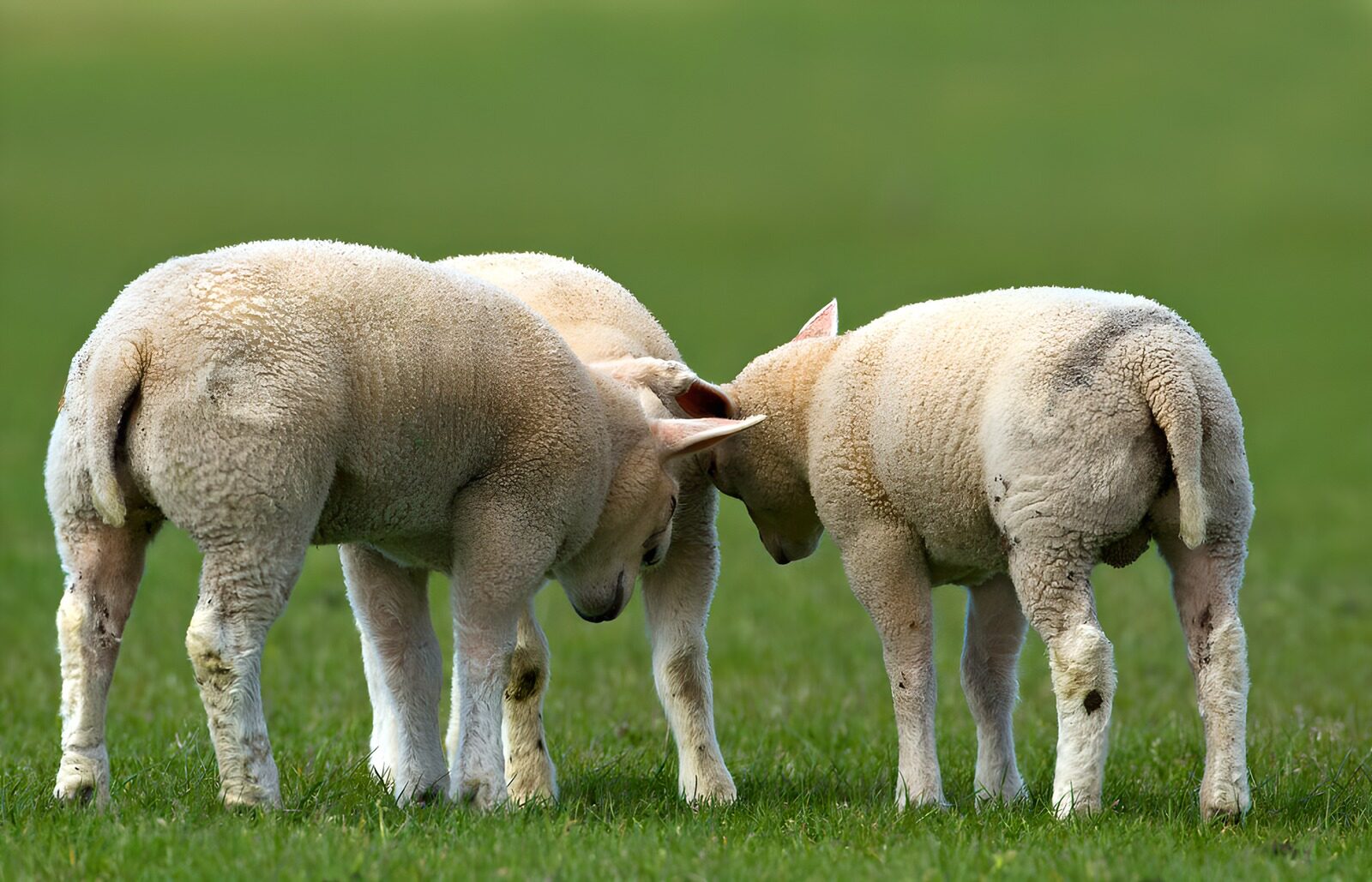 OCCOM3544009: Curious Lambs in the Meadow