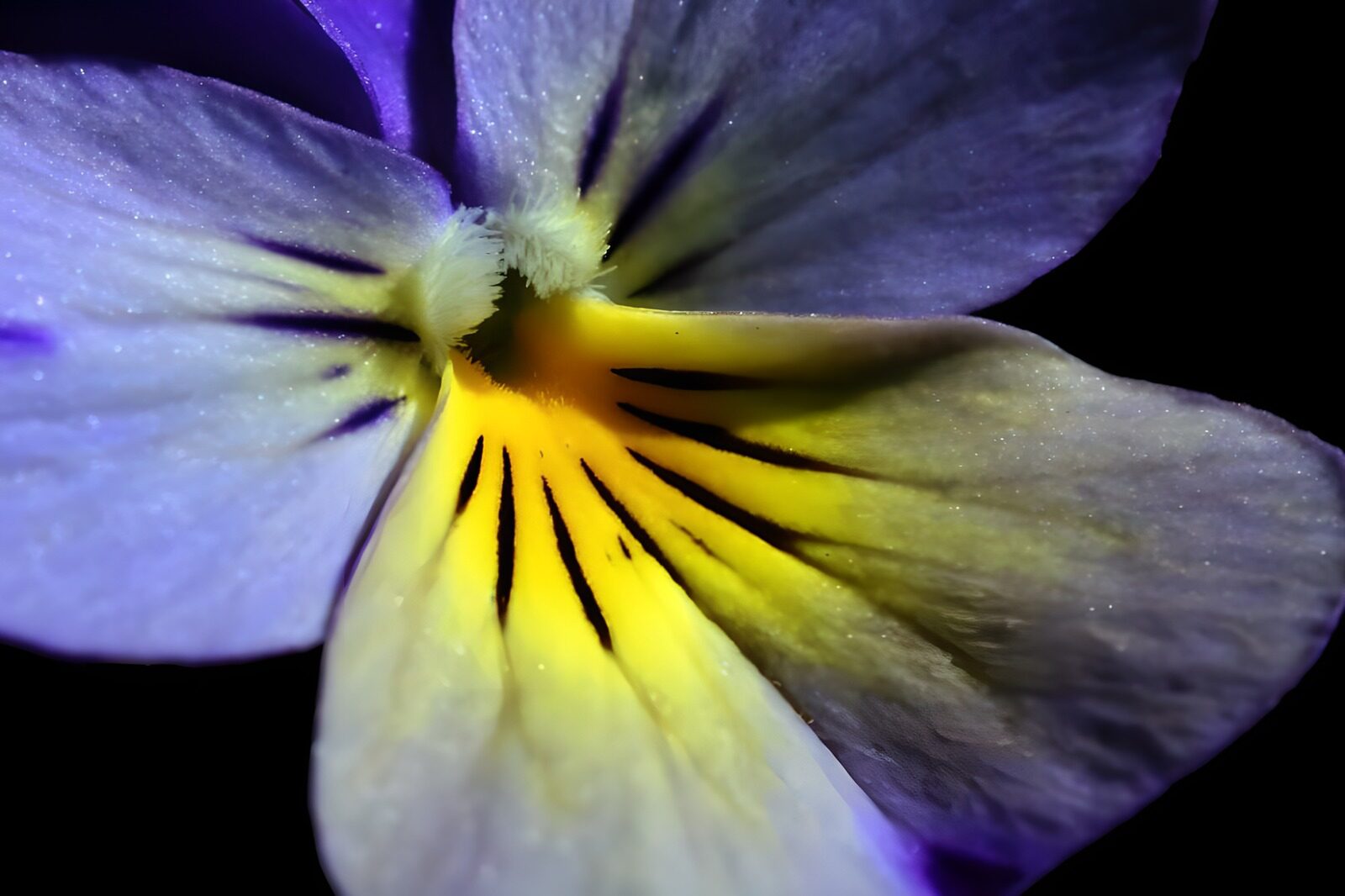 OCCOM6393491: Vibrant Flower Petal Macro