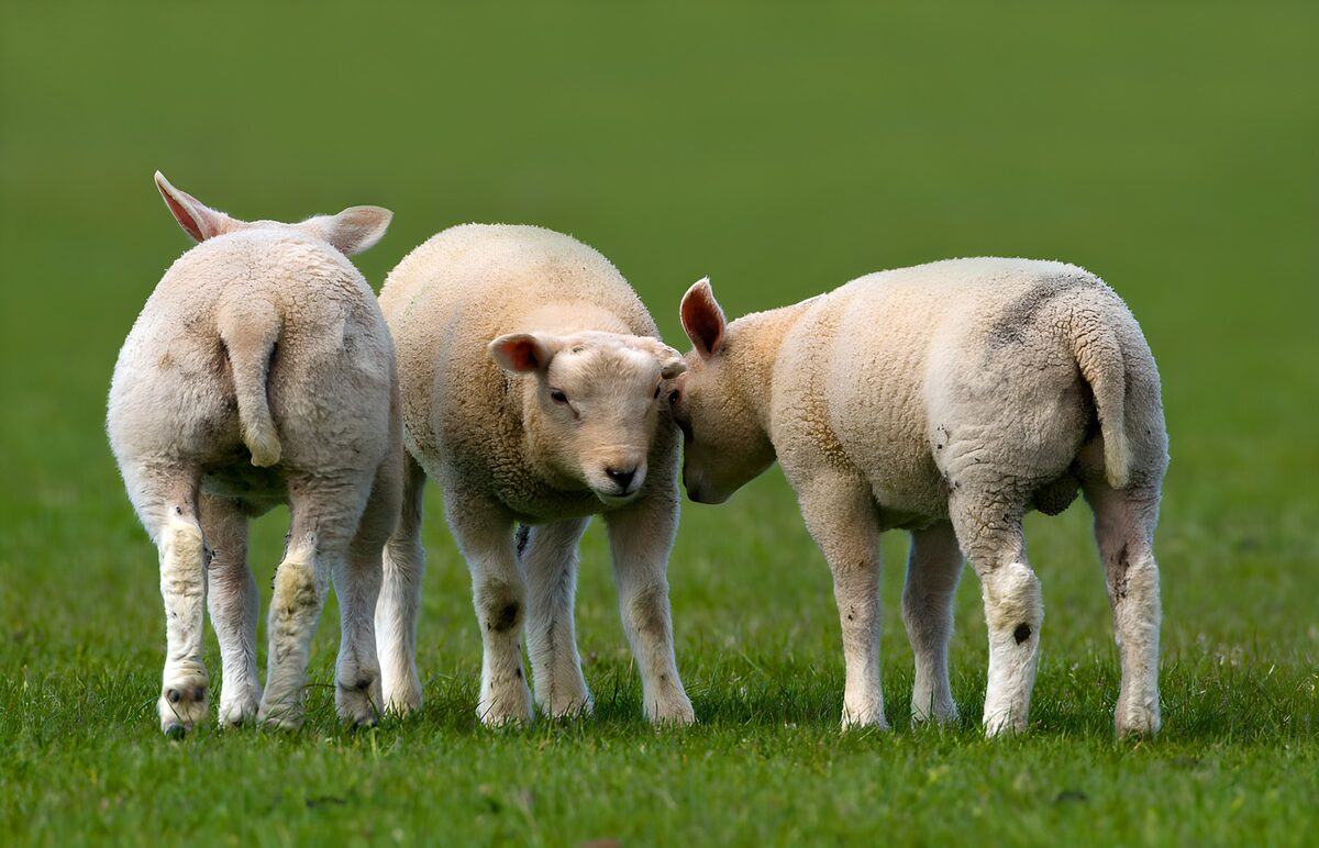 Playful Lambs in a Green Field