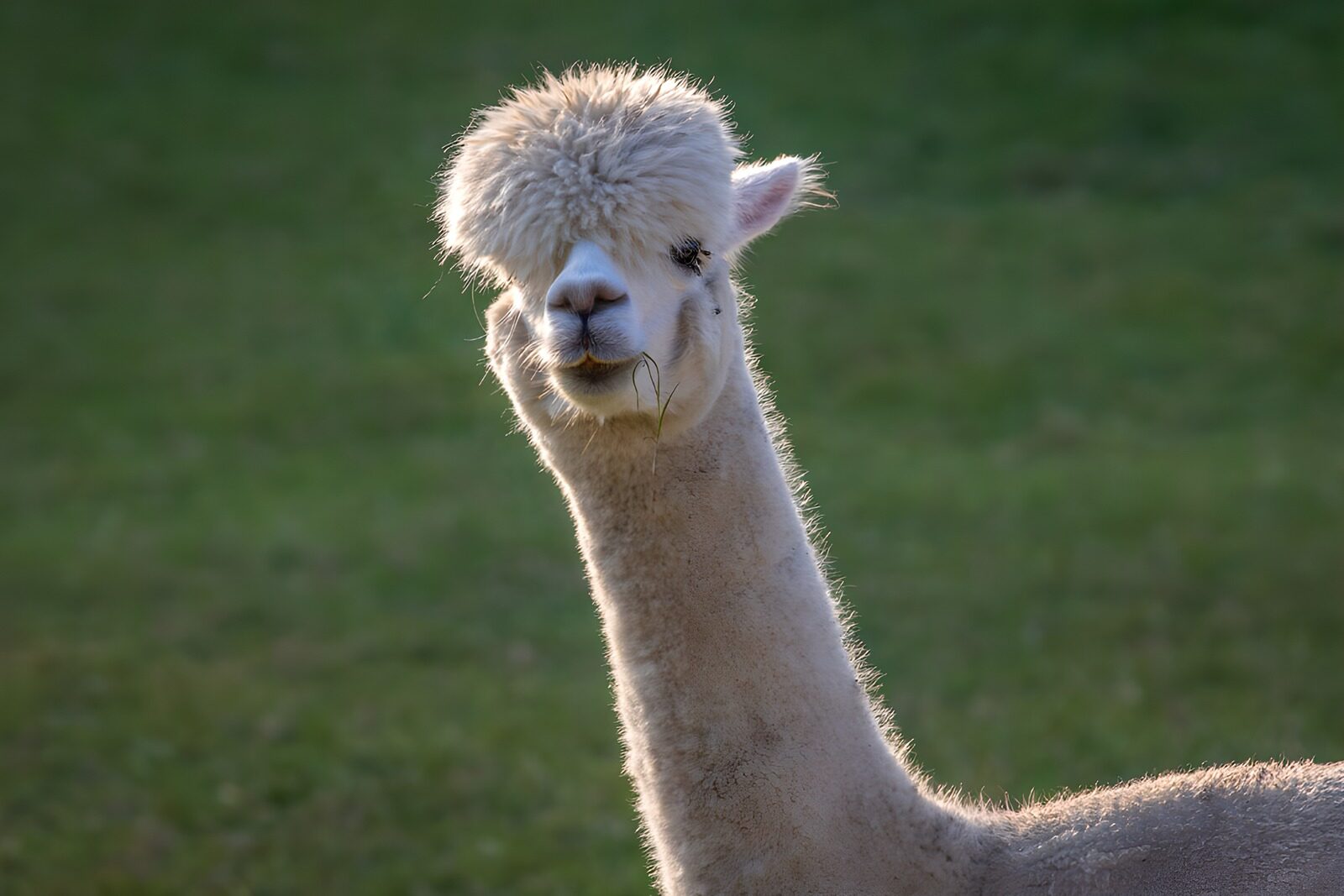 OCCOM1603883: Smiling Alpaca in the Sunlight