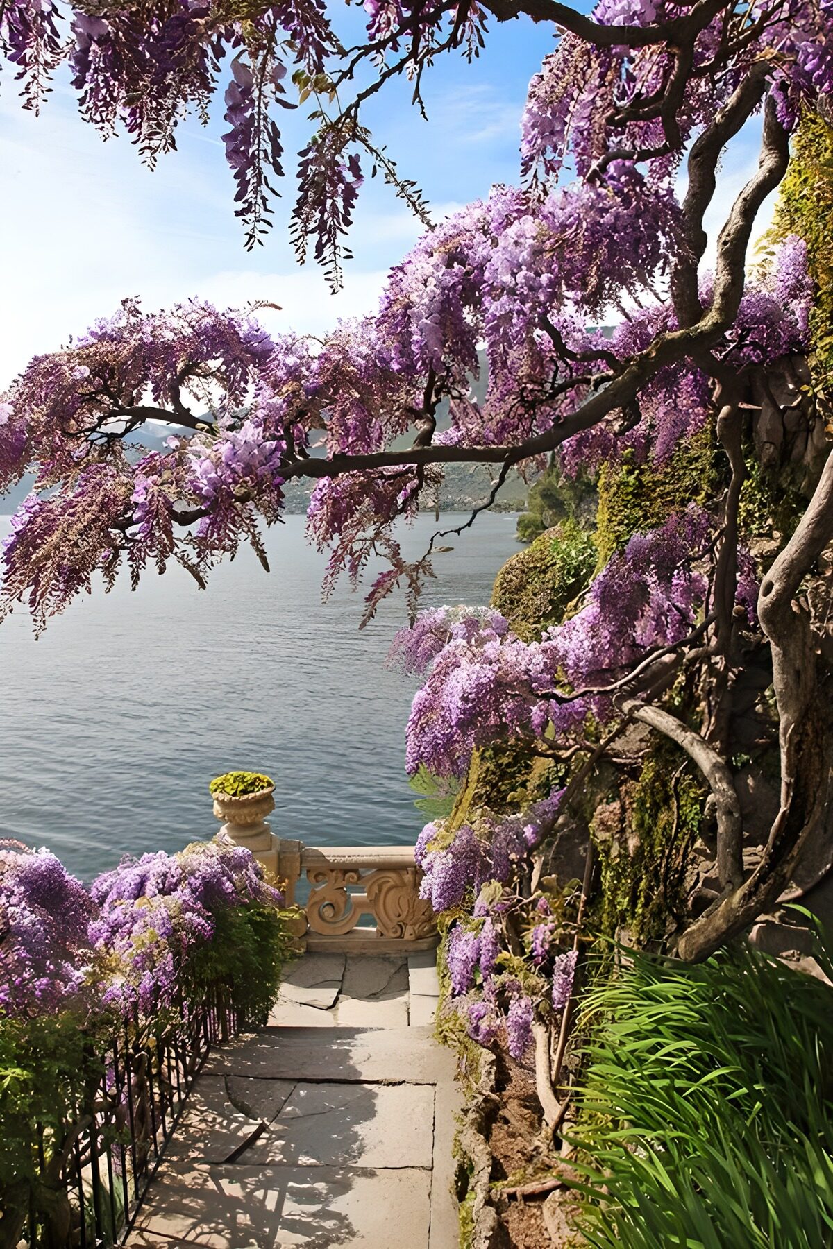 OCCOM7643216: Tranquil Lakeside Wisteria Pathway