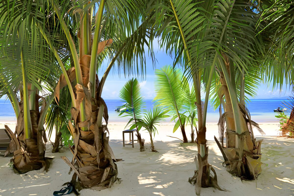 OCCOM6591201: Tropical Oasis by the Shore