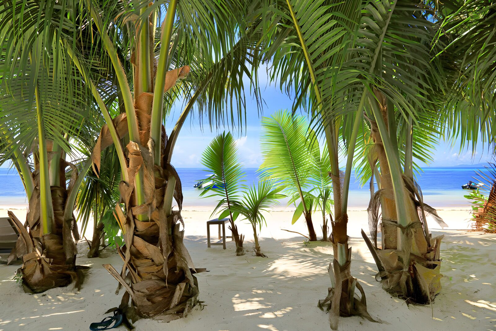 OCCOM6591201: Tropical Oasis by the Shore
