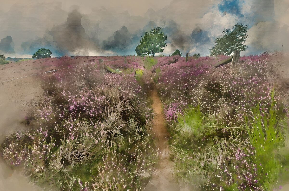 Wildflower Pathway Through Heather Fields