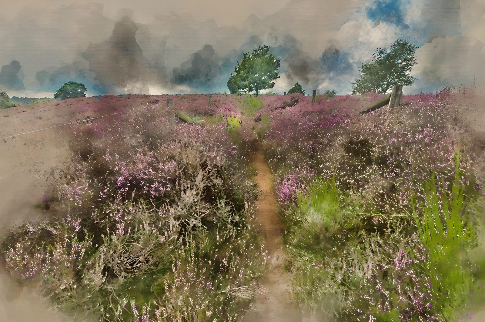 OCCOM7865150: Wildflower Pathway Through Heather Fields
