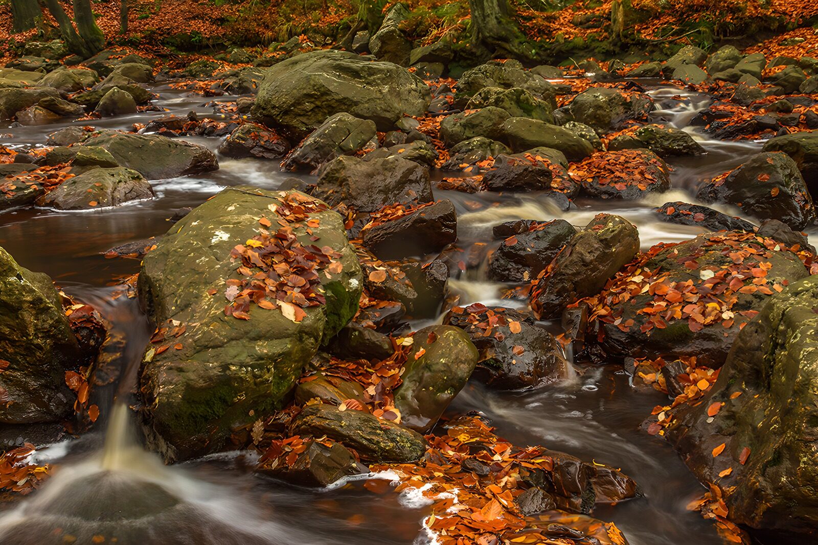 OCCOM8792503: Autumn Serenity by the Stream