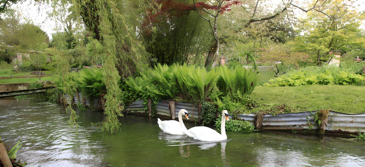 OCCOM9485153: Serene Swans in Tranquil Waters