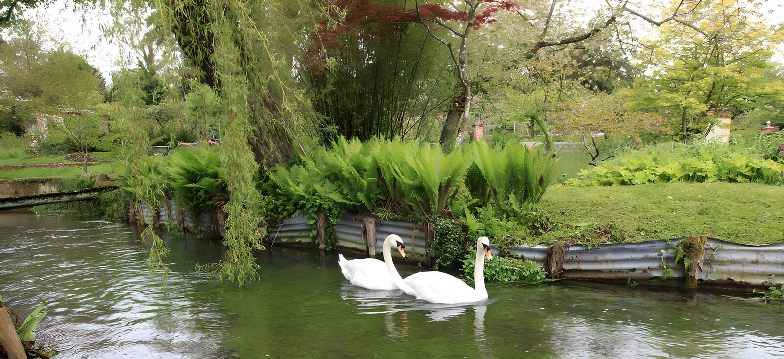 OCCOM9485153: Serene Swans in Tranquil Waters