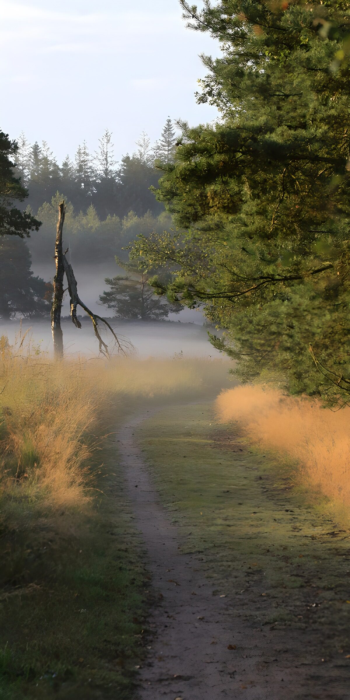OCCOM2003258: Serene Misty Forest Path