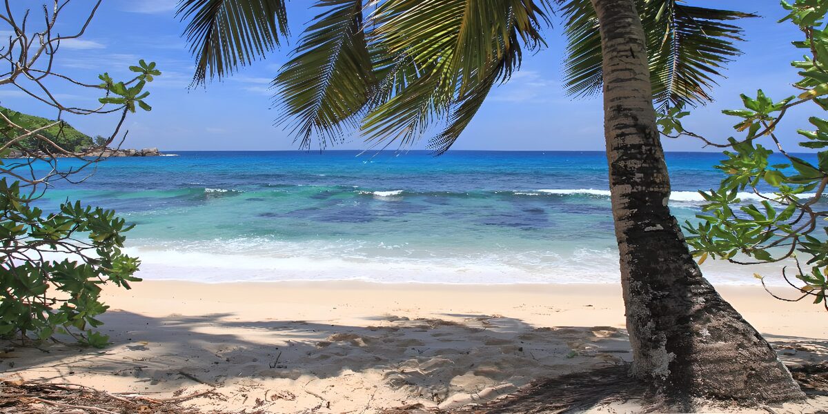 OCCOM1724098: Tropical Beach Paradise