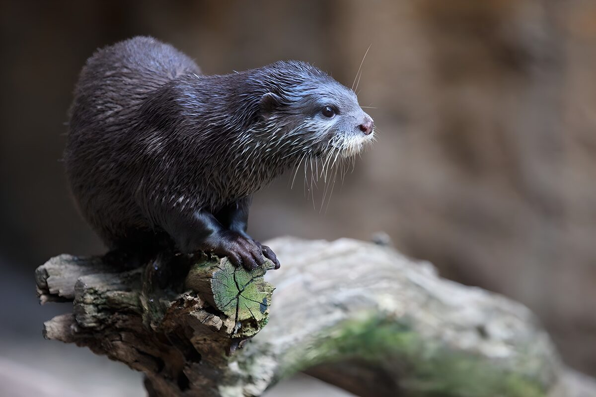 Playful Otter on a Log