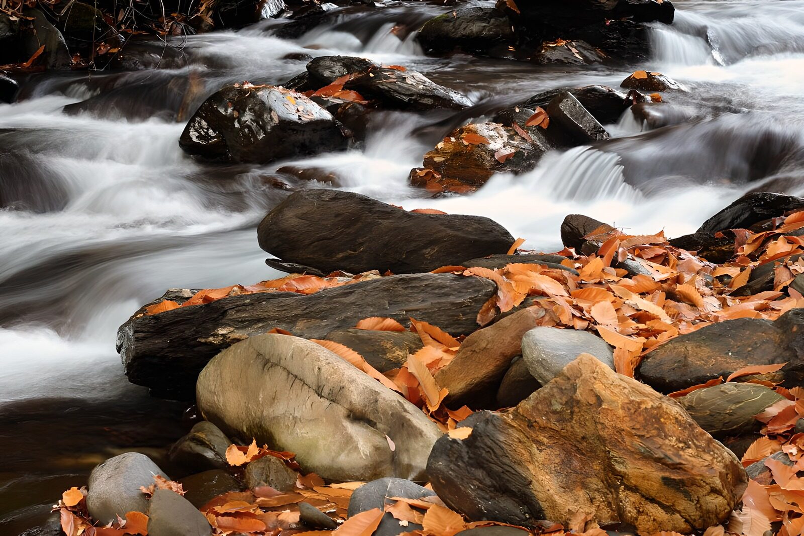 OCCOM5898570: Serene Stream with Autumn Leaves