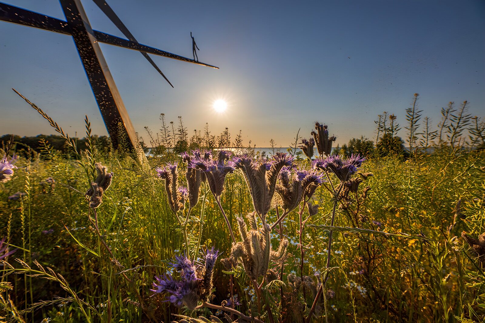 OCCOM9255079: Serene Sunrise Over Wildflowers