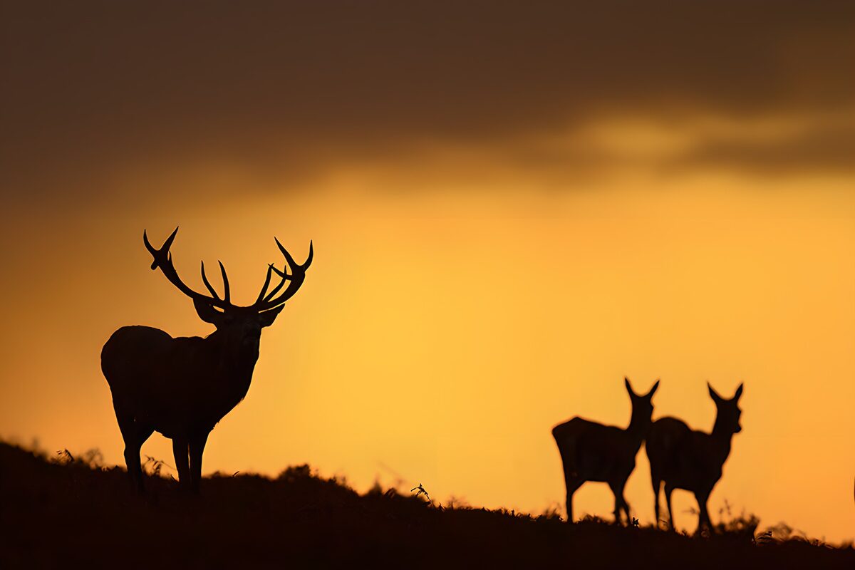 Majestic Silhouettes at Sunset