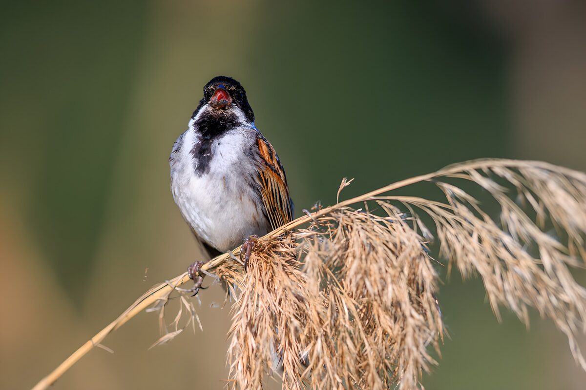 Singing Sparrow on a Reed