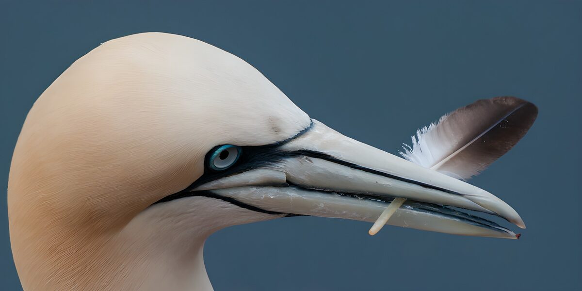 Elegant Gannet with Feather