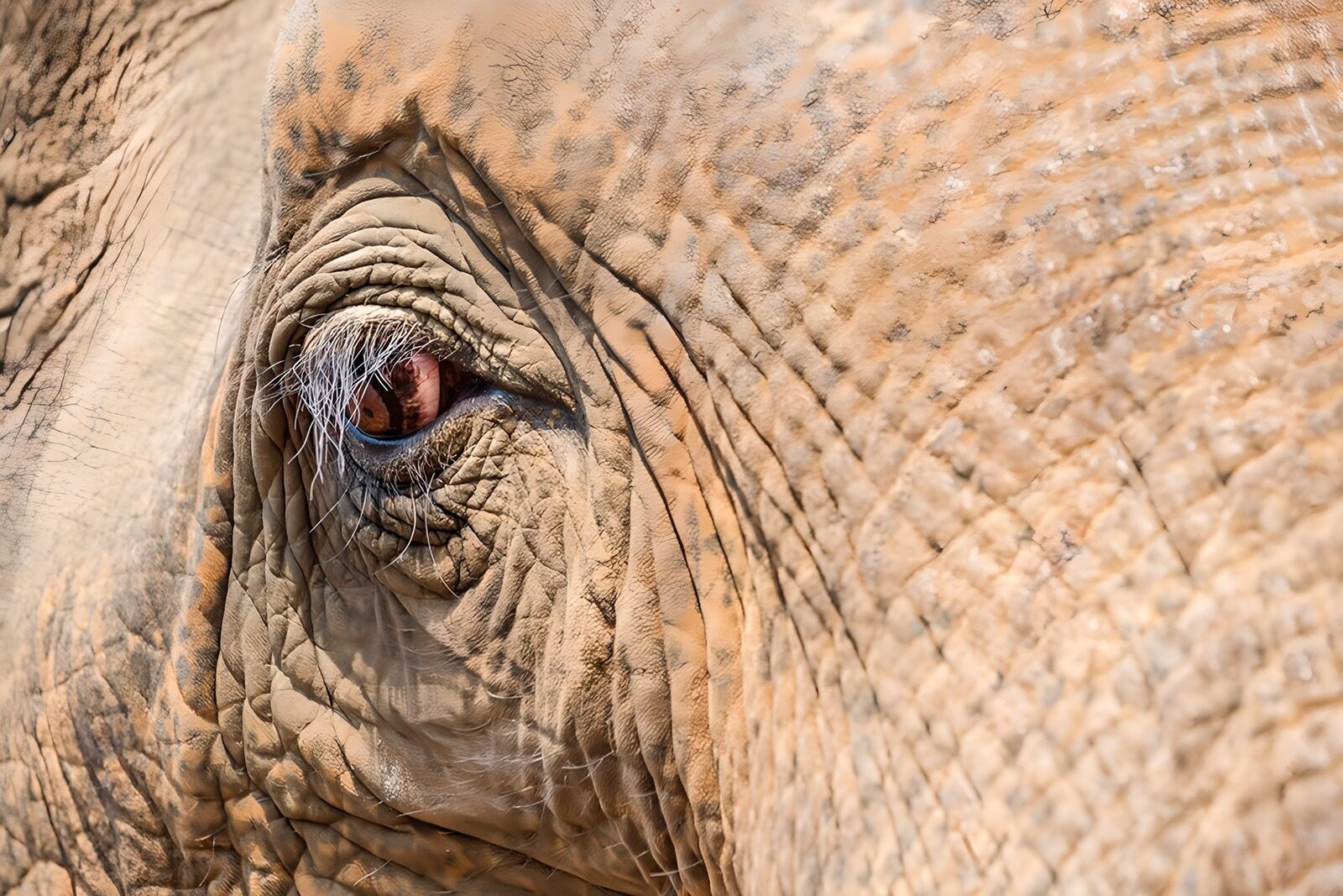 OCCOM5501230: Close-Up of an Elephant's Eye