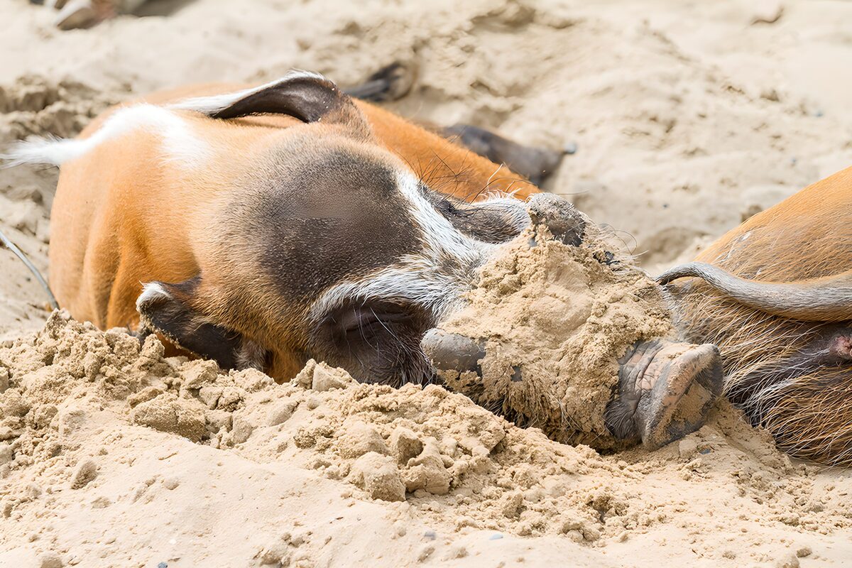 Wild Boar Enjoying a Sandy Rest
