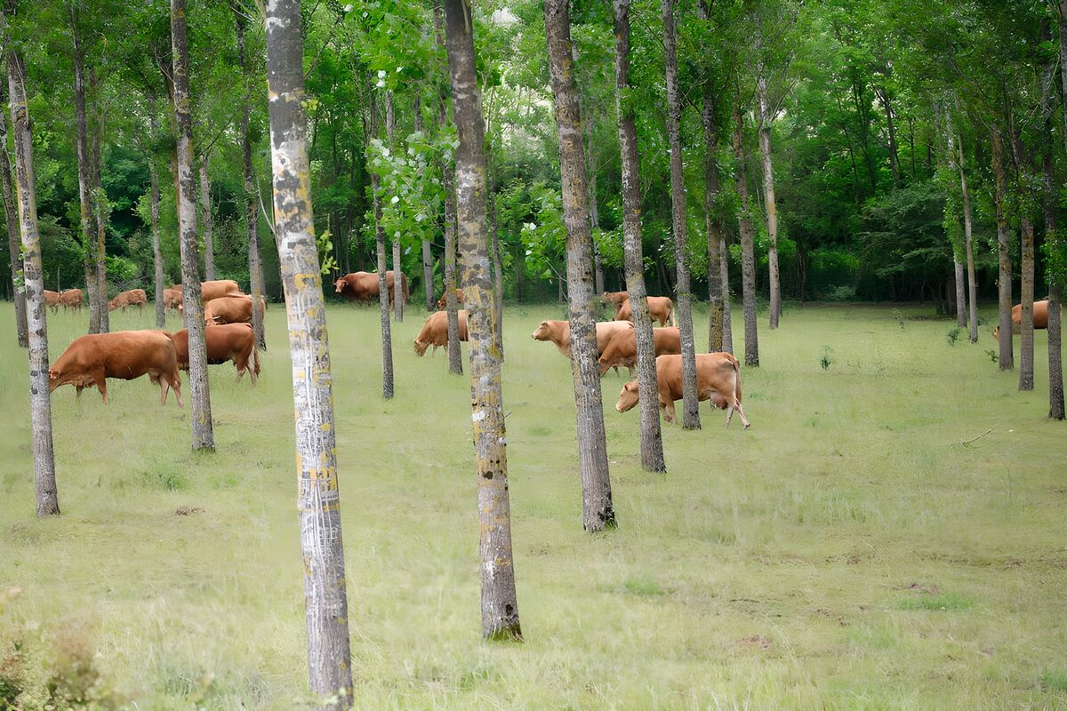 Cattle Grazing in a Lush Forest