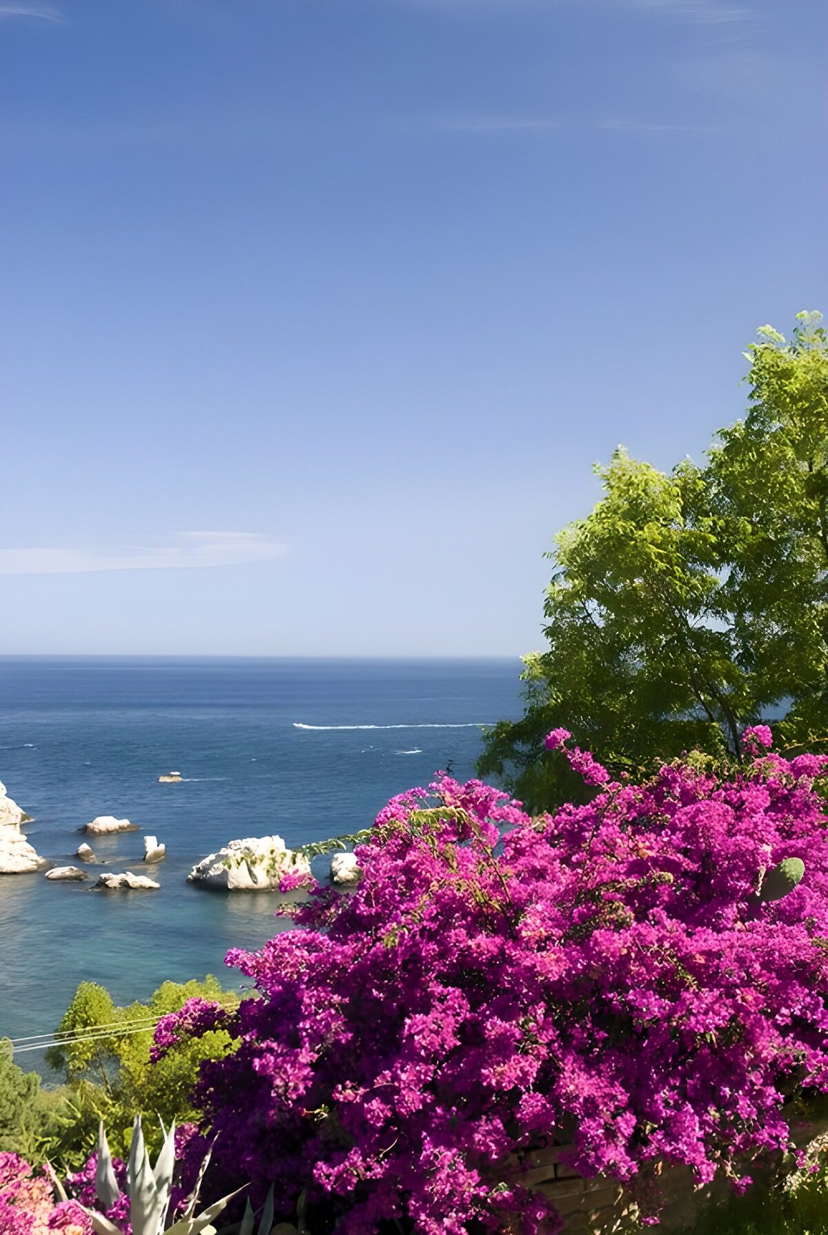 OCCOM2418094: Vibrant Coastal Scene with Bougainvillea