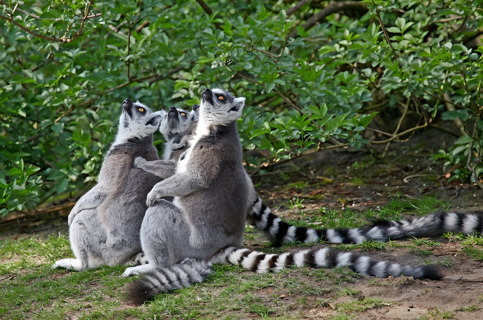 OCCOM5887416: Curious Lemurs in Nature